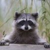 theluckyraccoon